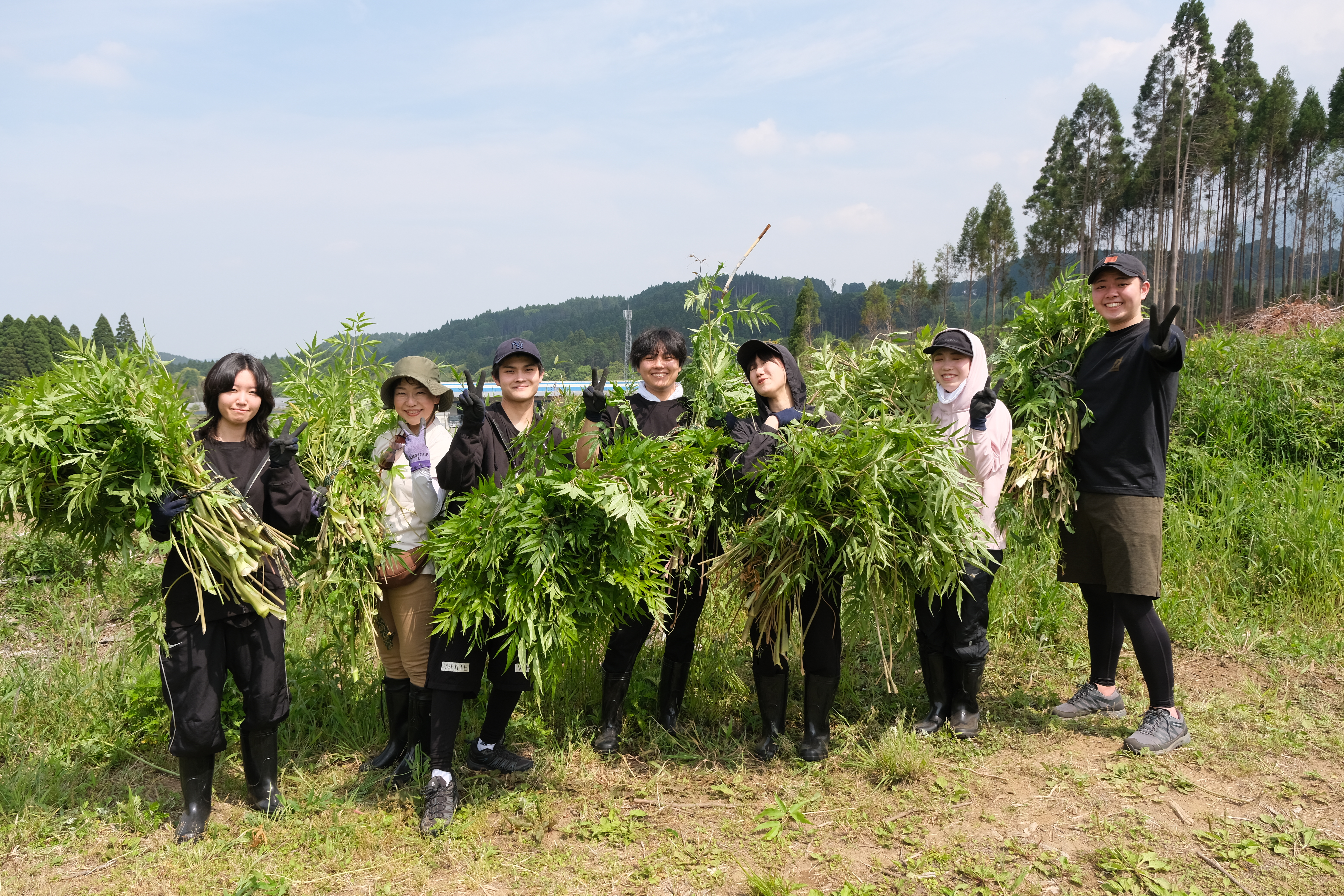 ヒュウガトウキの収獲に行ってきました！ 画像